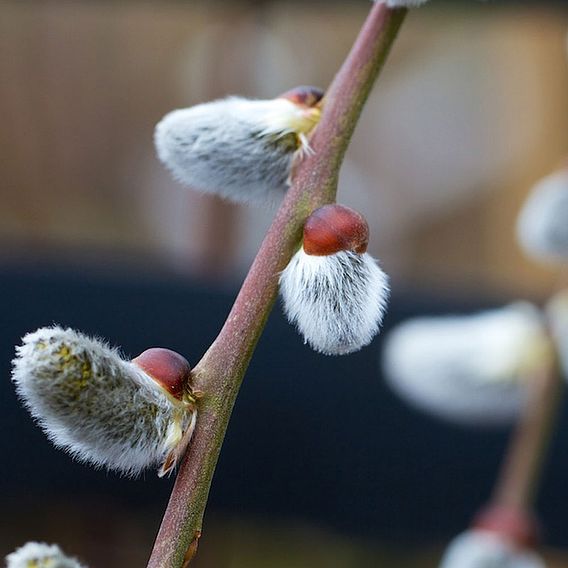 Salix caprea 'Kilmarnock'