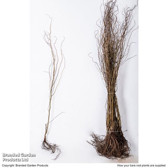 Twisted willow (Hedging)