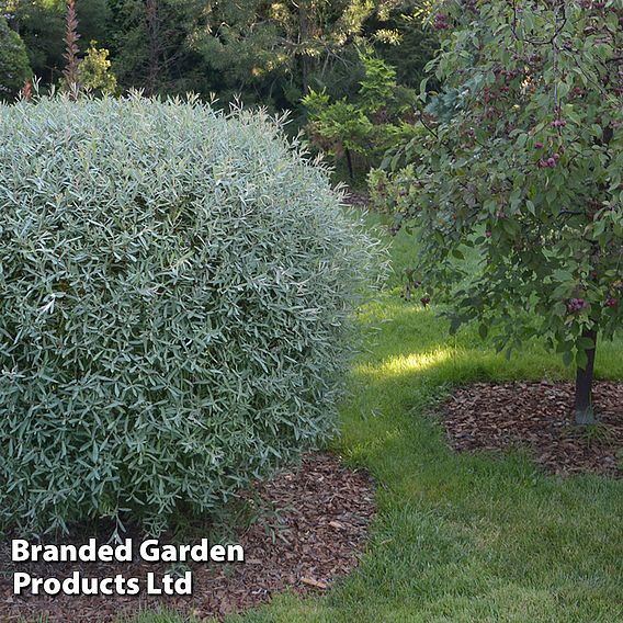 Salix purpurea 'Nana' (Hedging)