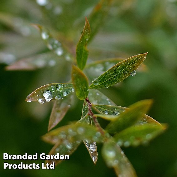 Salix purpurea 'Nana' (Hedging)