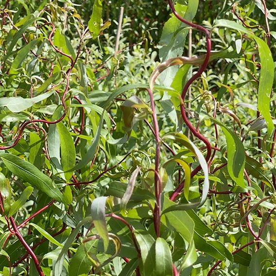 Salix x sepulcralis 'Scarlet Curls'