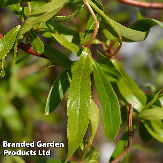 Twisted willow (Hedging)