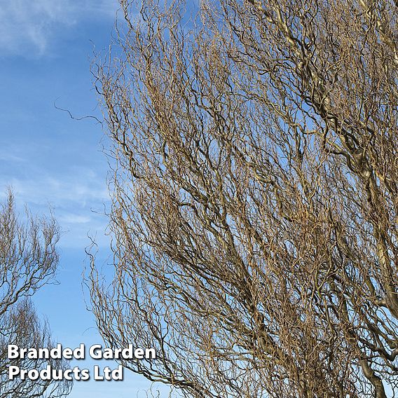 Twisted willow (Hedging)