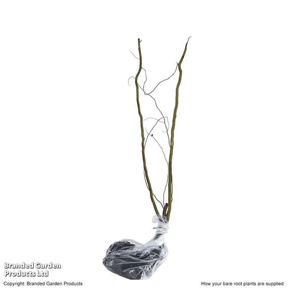 Twisted willow (Hedging)