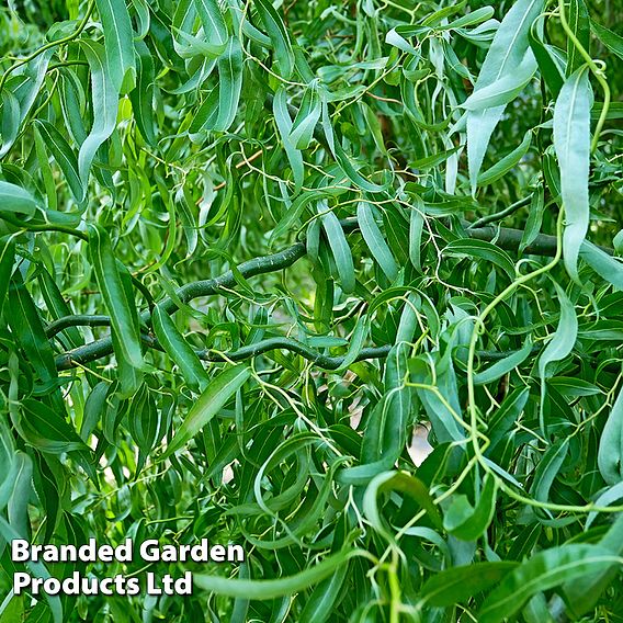 Twisted willow (Hedging)