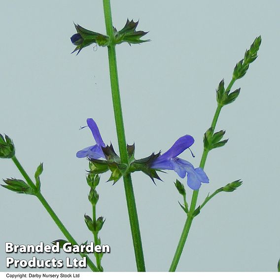 Salvia 'African Sky'