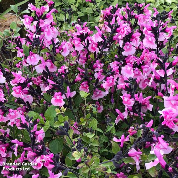 Salvia microphylla 'Angel Wings'