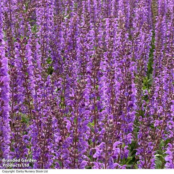 Salvia nemorosa 'Blue by You'