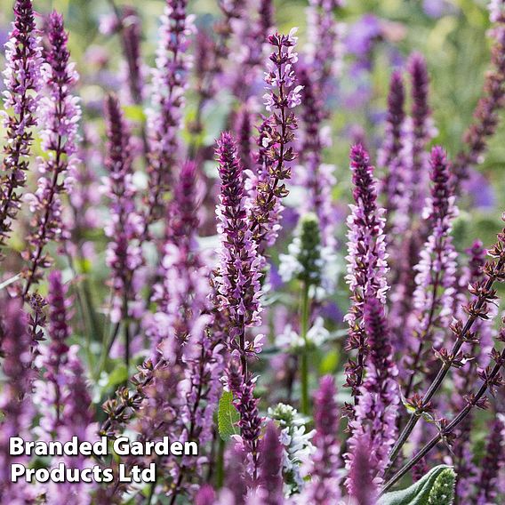 Salvia nemorosa 'Caradonna Pink Inspiration'