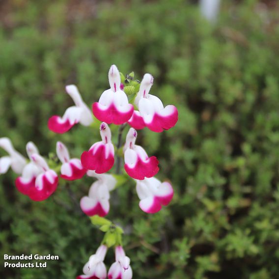 Salvia Lips Collection