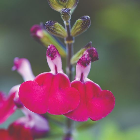 Salvia 'Cherry Lips'