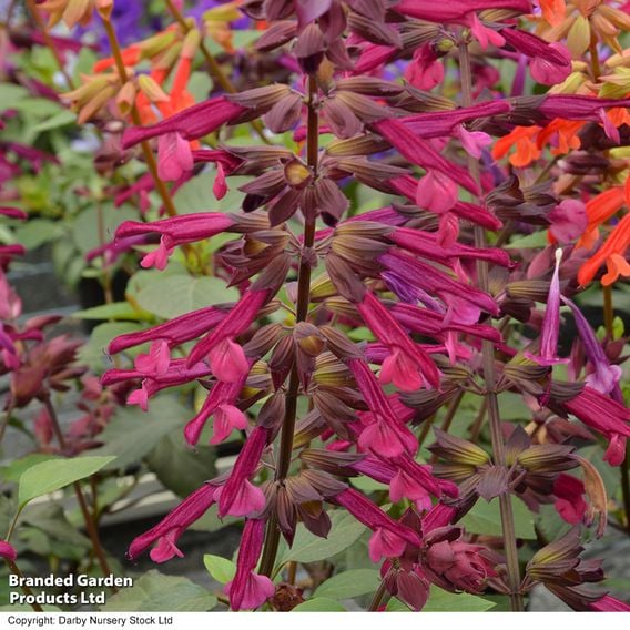 Salvia 'Love and Wishes'