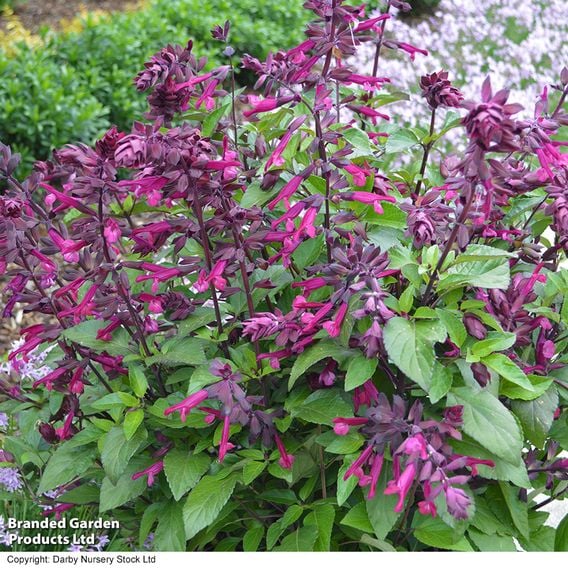 Salvia 'Love and Wishes'