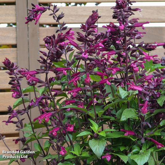 Salvia 'Love and Wishes'