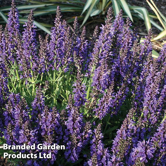 Salvia nemorosa 'Marcus'