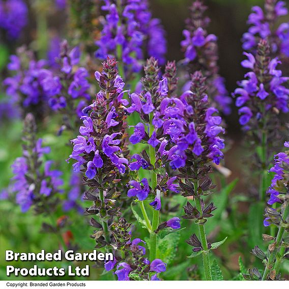 Salvia nemorosa 'Marcus'