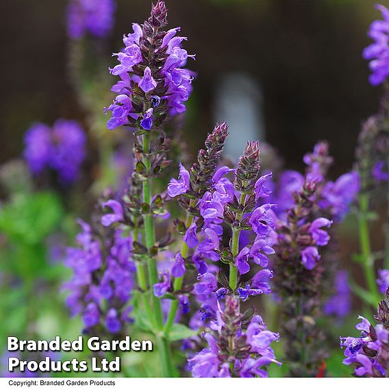 Salvia nemorosa 'Marcus'