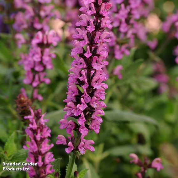Salvia nemorosa 'New Dimensions Mix'