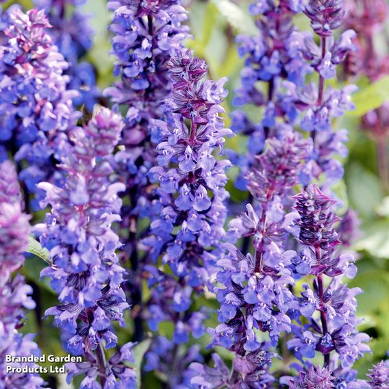 Salvia nemorosa 'New Dimensions Mix'