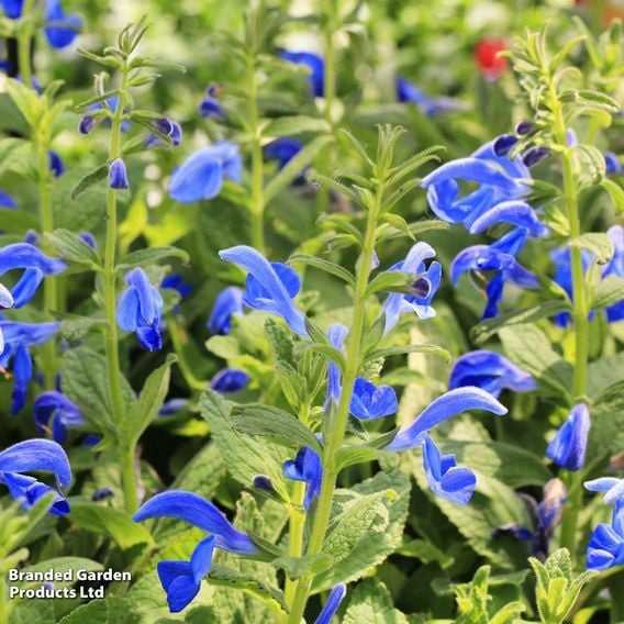 Salvia patens