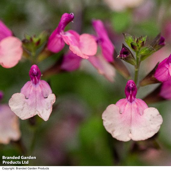 Salvia Melba Magic™ 'Peach'