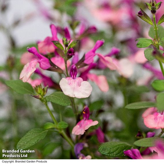 Salvia Melba Magic™ 'Peach'