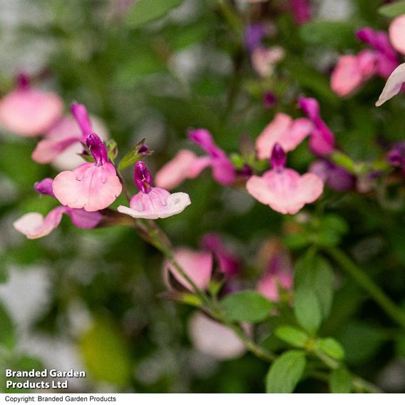 Salvia Melba Magic™ 'Peach'