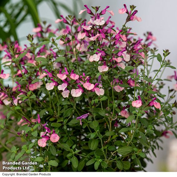 Salvia Melba Magic™ 'Peach'