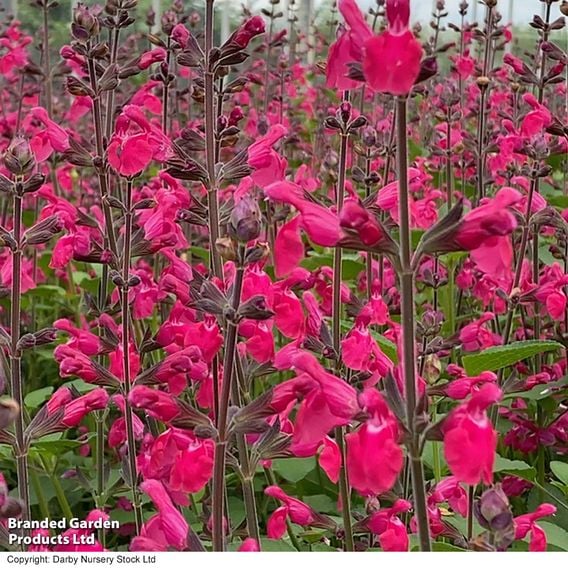 Salvia microphylla 'Pink Pong'