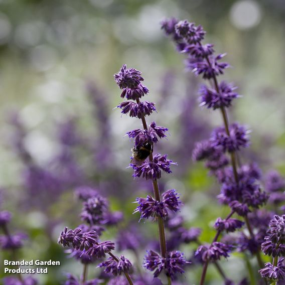 Salvia verticillata 'Purple Rain'