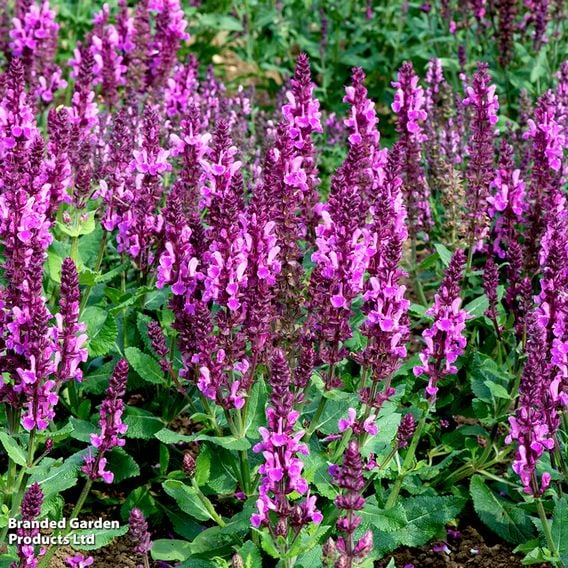 Salvia nemorosa 'Rose Marvel'