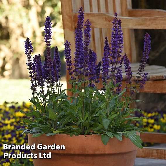 Salvia nemorosa 'Salvatore Deep Blue'