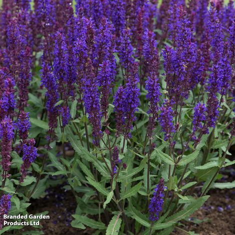 Perfect Perennial Collection