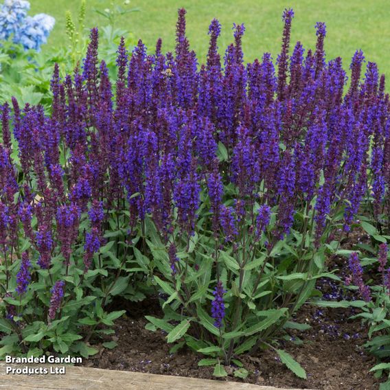 Perfect Perennial Collection