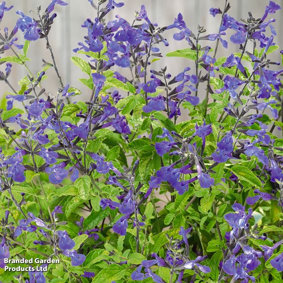 Salvia microphylla 'So Cool Pale Blue'
