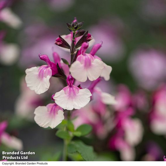 Salvia 'Melba Magic™ 'Strawberry'