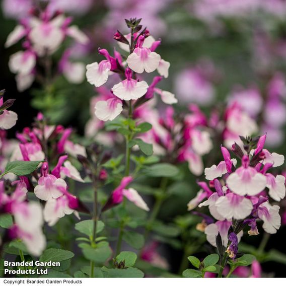 Salvia 'Melba Magic™ 'Strawberry'