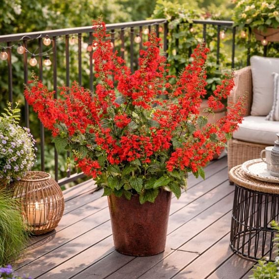 Salvia coccinea 'Super Red'