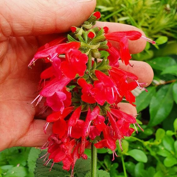 Salvia coccinea 'Super Red'