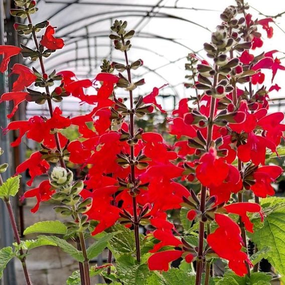 Salvia coccinea 'Super Red'