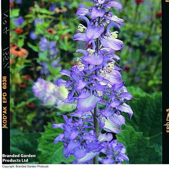 Salvia sclarea var. turkestanica