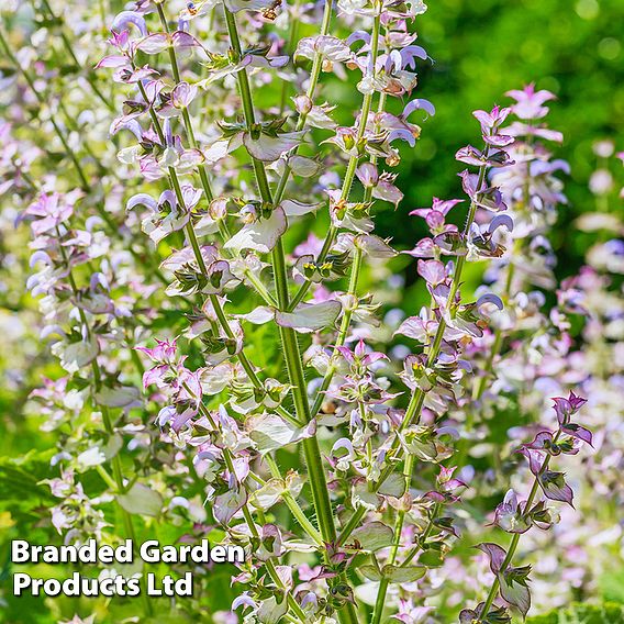 Salvia sclarea var. turkestanica 'Alba'