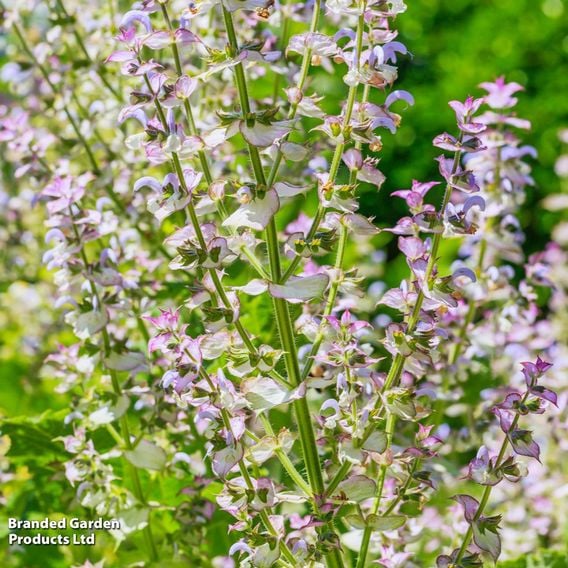 Salvia sclarea var. turkestanica