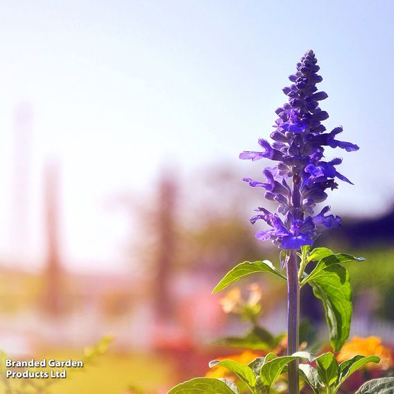 Salvia farinacea 'Victoria' - Seeds