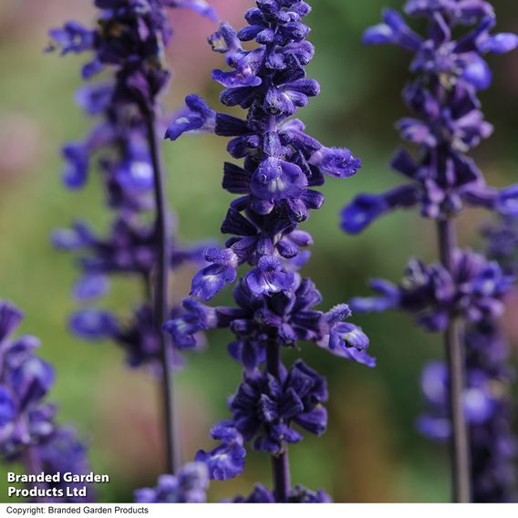 Salvia farinacea 'Victoria' - Seeds
