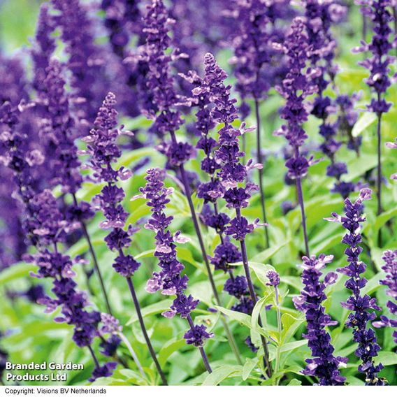 Salvia farinacea 'Victoria' - Seeds
