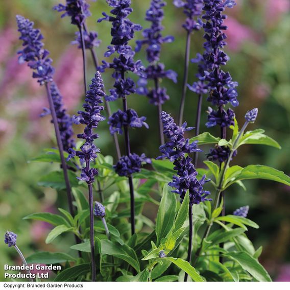 Salvia farinacea 'Victoria' - Seeds