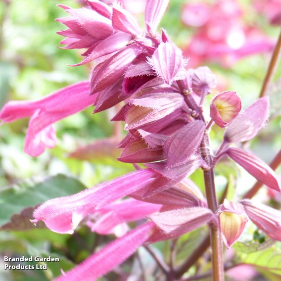 Salvia 'Wendys Wish'