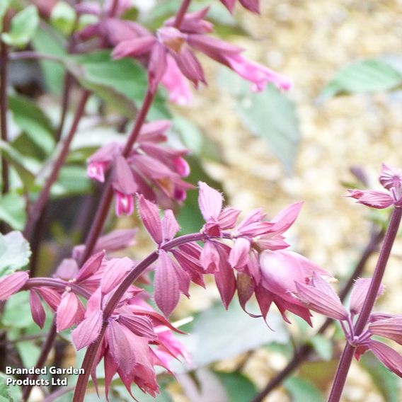 Salvia 'Wendys Wish'
