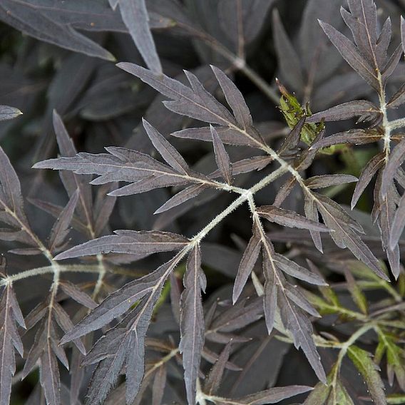Sambucas nigra Plant - Black Lace